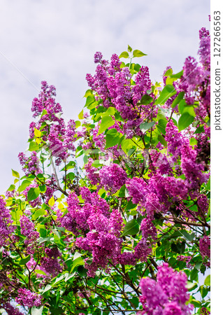 Vibrant lilac flowers blooming under a bright sky in spring season 127266563