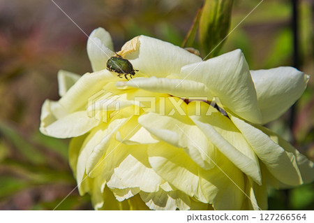 盛開美麗牡丹的萬葉之鄉味之苑 127266564