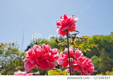 Manyo-no-Sato Ajimanoen with beautiful peonies Manyo-no-Sato Ajimanoen with beautiful peonies 127266567