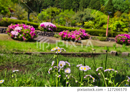 Manyo-no-Sato Ajimanoen with beautiful peonies Manyo-no-Sato Ajimanoen with beautiful peonies 127266570