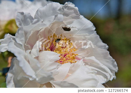 Manyo-no-Sato Ajimanoen with beautiful peonies Manyo-no-Sato Ajimanoen with beautiful peonies 127266574