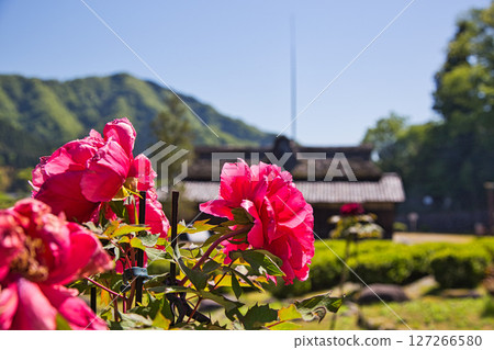 Manyo-no-Sato Ajimanoen with beautiful peonies Manyo-no-Sato Ajimanoen with beautiful peonies 127266580