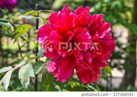 Manyo-no-Sato Ajimanoen with beautiful peonies Manyo-no-Sato Ajimanoen with beautiful peonies 127266591
