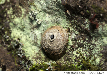 Small nest of a wasp surrounded by lichen on a block wall (macro photography of insects in natural environment) Small nest of a wasp surrounded by lichen on a block wall (macro photography of insects in natural environment) 127266624