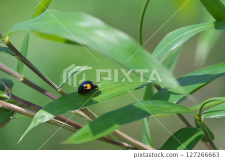 Nami ladybird Nami ladybird 127266663