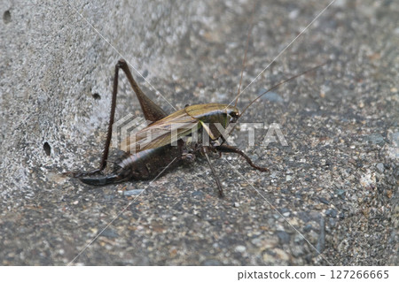 Hymengis Hymengis 127266665