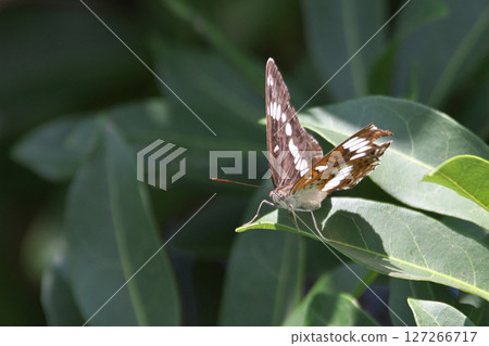 Asamama Ichimonji 127266717