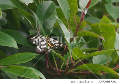 Ume Edakashu 127266720