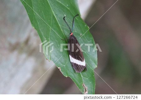 Pidorus glaucopis 127266724