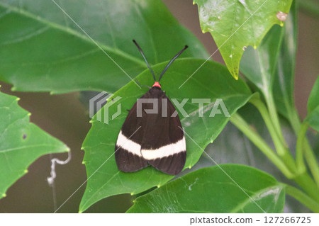 Firefly Firefly 127266725