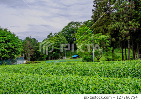 清川村茶田風景 清川村茶田風景 127266754