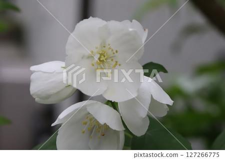 Pretty white phillyraeoides flowers blooming in a spring garden Pretty white phillyraeoides flowers blooming in a spring garden 127266775