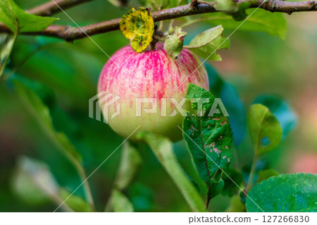 Ripe Red Apple with Natural Imperfections on a Tree 127266830