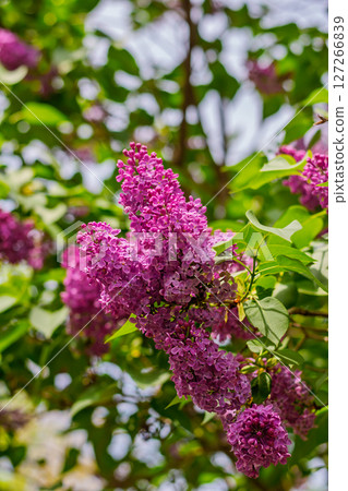 Sunlit lilac flowers blooming on branch with fresh green leaves Sunlit lilac flowers blooming on branch with fresh green leaves 127266839