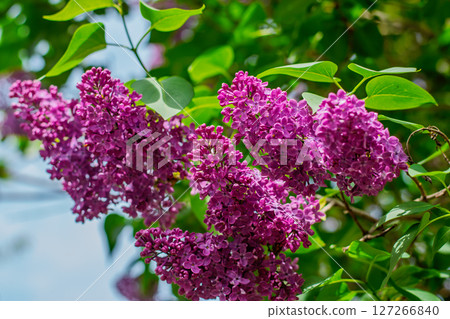 Closeup of lilac flower clusters in full bloom with green leaves Closeup of lilac flower clusters in full bloom with green leaves 127266840