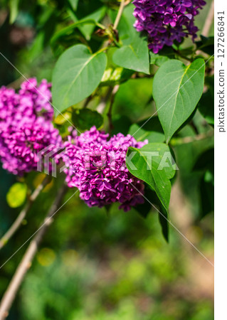 Lilac flower cluster with green leaves in spring sunlight closeup Lilac flower cluster with green leaves in spring sunlight closeup 127266841
