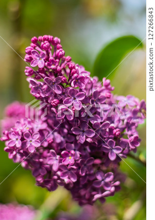 Purple lilac flowers in full bloom on sunny spring day Purple lilac flowers in full bloom on sunny spring day 127266843