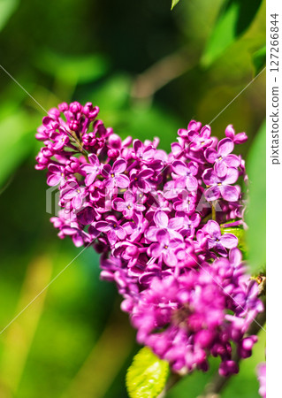 Fresh vibrant lilac flowers blooming against lush green background 127266844