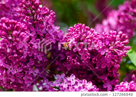Bee gathering nectar on vivid lilac flowers in sunny spring garden 127266848