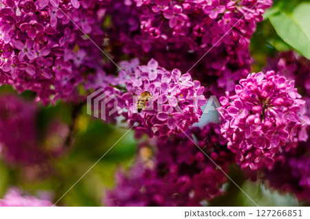 Honeybee pollinating vibrant lilac flowers in spring garden sunlight 127266851