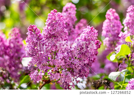 Bright lilac flower clusters blooming in a lush spring garden Bright lilac flower clusters blooming in a lush spring garden 127266852