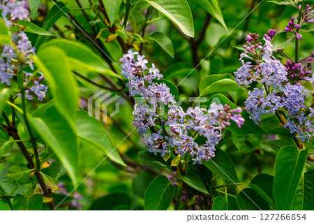 Purple lilac flower cluster surrounded by lush green leaves 127266854