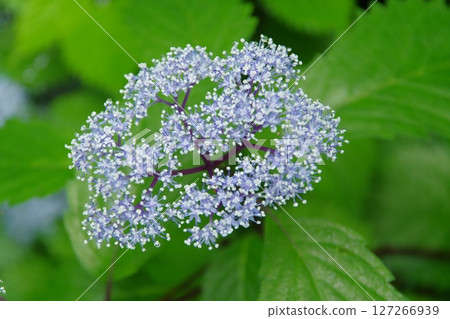 繡球菊 繡球菊 127266939