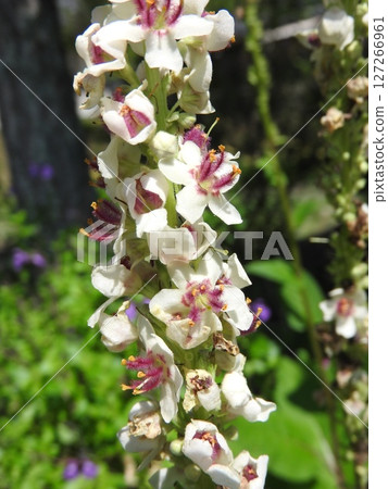 Flowers of the naturalized plant "Shirobanamouzuika" native to Europe, North Africa, etc. Flowers of the naturalized plant "Shirobanamouzuika" native to Europe, North Africa, etc. 127266961
