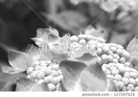 Hydrangea Grayscale Hydrangea Grayscale 127267028