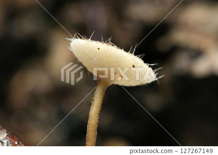 The transparent, mesh-like opening and long opening of the Amplexicaule mushroom in the strong spring sunshine (macro photography of mushrooms in the natural environment) 127267149