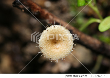 The top of the cap of the Amisugitake mushroom has thin scales growing in a radial pattern and long hairs growing along the edges (macrophotography of fungi and mushrooms in the natural environment) 127267150