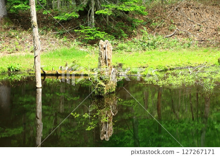Clinch grass Clinch grass 127267171