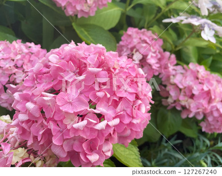 亮粉色繡球花配綠葉 | 適用於季節性卡片、花卉主題設計、花園圖像 亮粉色繡球花配綠葉 | 適用於季節性卡片、花卉主題設計、花園圖像 127267240
