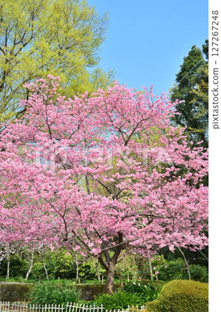 Miyabi cherry blossoms in full bloom 127267248