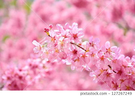 Miyabi cherry blossoms in full bloom Miyabi cherry blossoms in full bloom 127267249