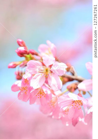Miyabi cherry blossoms in full bloom 127267261