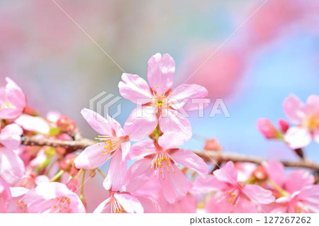 雅櫻盛開 127267262