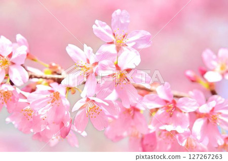 雅櫻盛開 127267263