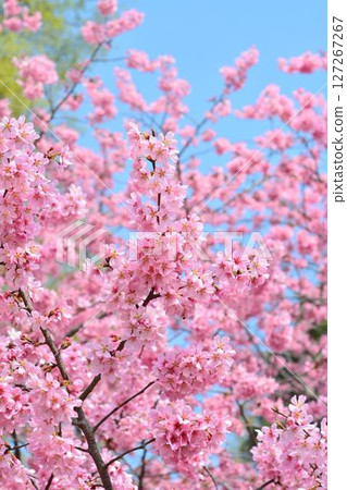 Miyabi cherry blossoms in full bloom 127267267