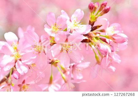Miyabi cherry blossoms in full bloom 127267268
