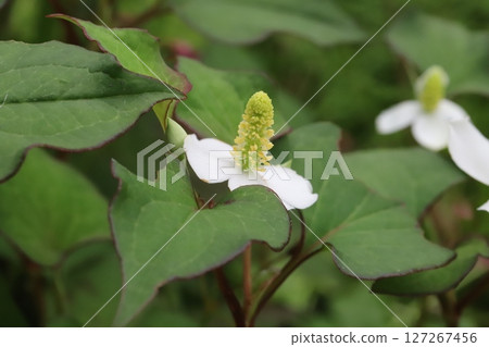 Houttuynia cordata flowers with white bracts and yellow florets blooming in a spring field Houttuynia cordata flowers with white bracts and yellow florets blooming in a spring field 127267456