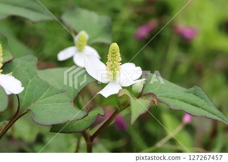 Houttuynia cordata flowers with white bracts and yellow florets blooming in a spring field 127267457