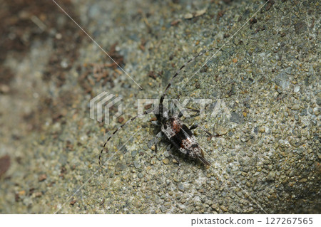 A small, black and white monotone, grainy-patterned human-belly jellyfish longhorn beetle (strobe macro photography in natural environment) A small, black and white monotone, grainy-patterned human-belly jellyfish longhorn beetle (strobe macro photography in natural environment) 127267565