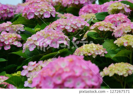 Hydrangea Hydrangea 127267571