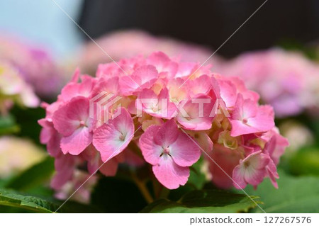 Hydrangea 127267576