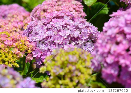 Hydrangea 127267620