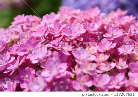 Hydrangea 127267621