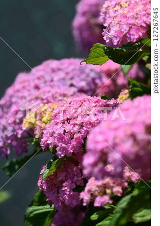 Hydrangea 127267645