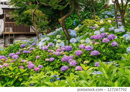 Bunkyo Ward, Tokyo Hakusan Shrine, Hakusan Sengen Shrine's Oyama, Bunkyo Hydrangea Festival 127267702