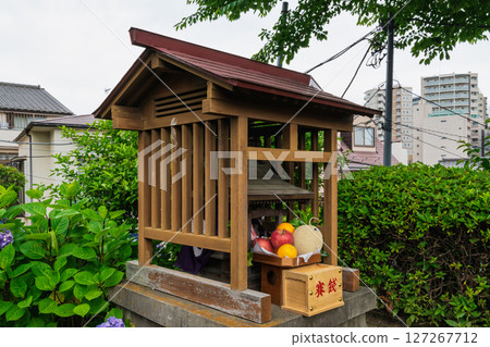 Bunkyo Hydrangea Festival at Hakusan Shrine, Hakusan Sengen Shrine, Bunkyo Ward, Tokyo Bunkyo Hydrangea Festival at Hakusan Shrine, Hakusan Sengen Shrine, Bunkyo Ward, Tokyo 127267712